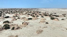 Gobi Desert Ecology in Hami