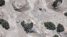 Gobi Desert Ecology in Hami