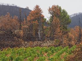 Illustration - Corbieres