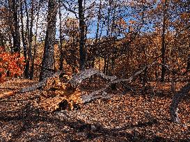 Illustration - Corbieres