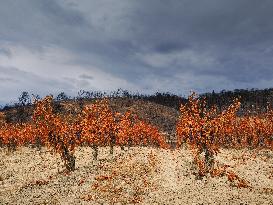 Illustration - Corbieres