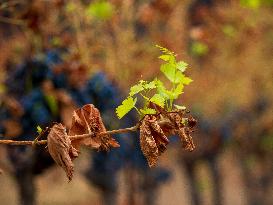 Illustration - Corbieres