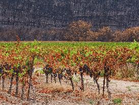 Illustration - Corbieres