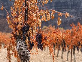 Illustration - Corbieres