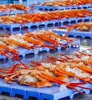 Red snow crab catch in central Japan