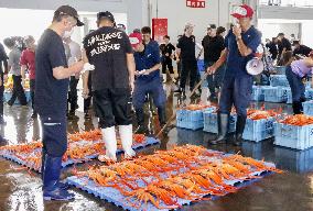 Red snow crab catch in central Japan