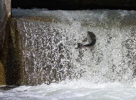 Fish Swimming Upstream in The Ganaraska River - Ontario