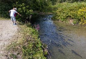 Fish Swimming Upstream in The Ganaraska River - Ontario