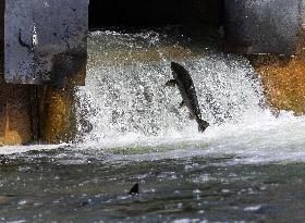 Fish Swimming Upstream in The Ganaraska River - Ontario