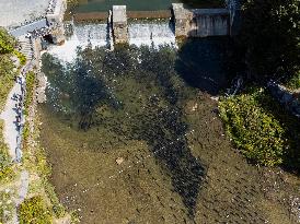 Fish Swimming Upstream in The Ganaraska River - Ontario