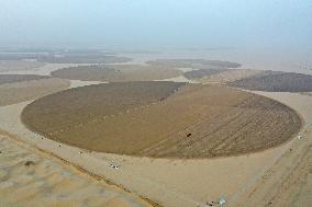 Alfalfa Planting Demonstration Base - China