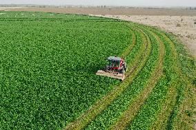 Alfalfa Planting Demonstration Base - China
