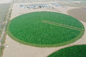 Alfalfa Planting Demonstration Base - China