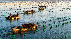 Fishermen at Work Aboard Their Boats - China