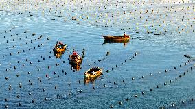 Fishermen at Work Aboard Their Boats - China