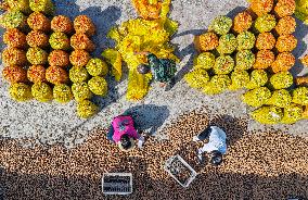Autumn Harvest - China