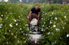 Harvesting Freshly Picked Jasmine Flowers - China