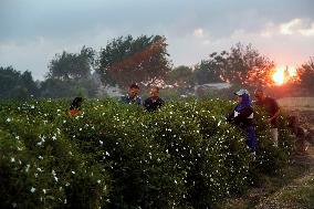 Harvesting Freshly Picked Jasmine Flowers - China