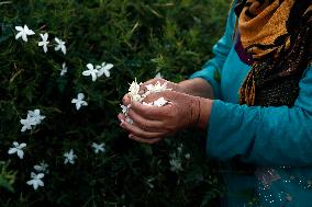 Harvesting Freshly Picked Jasmine Flowers - China