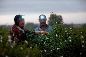Harvesting Freshly Picked Jasmine Flowers - China