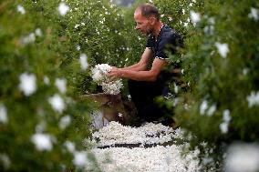 Harvesting Freshly Picked Jasmine Flowers - China