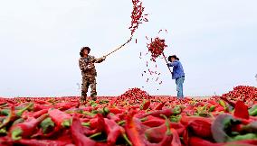 Chili Drying Field in Zhangye