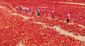 Chili Drying Field in Zhangye
