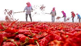 Chili Drying Field in Zhangye