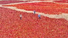 Chili Drying Field in Zhangye