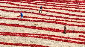 Chili Drying Field in Zhangye