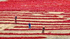 Chili Drying Field in Zhangye