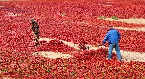 Chili Drying Field in Zhangye