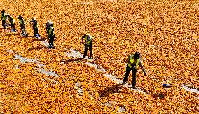 Corn Drying Yard in Zhangye