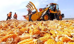 Corn Drying Yard in Zhangye