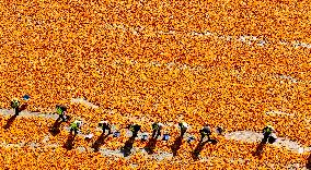 Corn Drying Yard in Zhangye