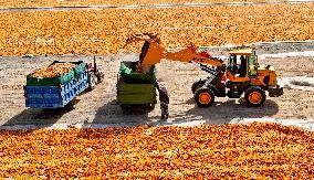 Corn Drying Yard in Zhangye
