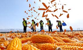Corn Drying Yard in Zhangye