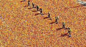Corn Drying Yard in Zhangye