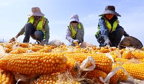Corn Drying Yard in Zhangye