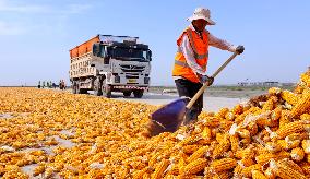 Corn Drying Yard in Zhangye