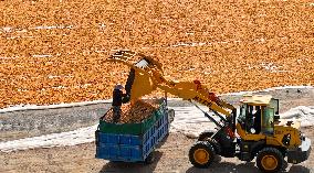 Corn Drying Yard in Zhangye