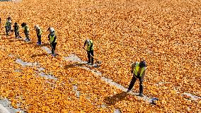 Corn Drying Yard in Zhangye
