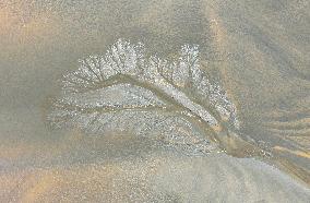 Tidal Tree Landscape by the Qiantang River in Haining