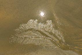 Tidal Tree Landscape by the Qiantang River in Haining