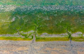 Tidal Tree Landscape by the Qiantang River in Haining