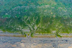 Tidal Tree Landscape by the Qiantang River in Haining