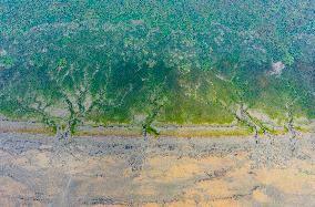 Tidal Tree Landscape by the Qiantang River in Haining