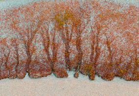 Tidal Tree Landscape by the Qiantang River in Haining