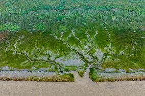 Tidal Tree Landscape by the Qiantang River in Haining