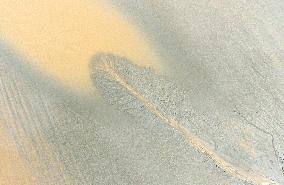 Tidal Tree Landscape by the Qiantang River in Haining